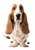 Hush Puppies